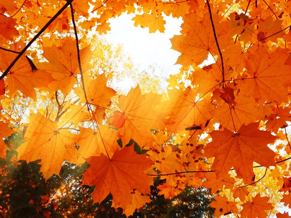 Herbst Waldlandschaft Einem Sonnigen Tag Mit Ahornblättern Hintergrund — Stockfoto