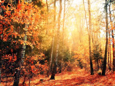 akçaağaç ile güneşli bir sonbahar orman manzara arka plan yaprak