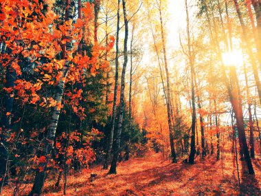 akçaağaç ile güneşli bir sonbahar orman manzara arka plan yaprak