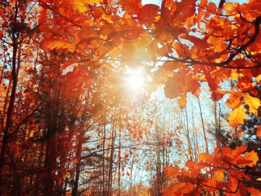 meşe yaprağı arka plan ile güneşli bir sonbahar orman manzara