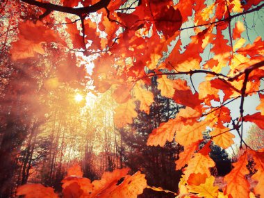 meşe yaprağı arka plan ile güneşli bir sonbahar orman manzara