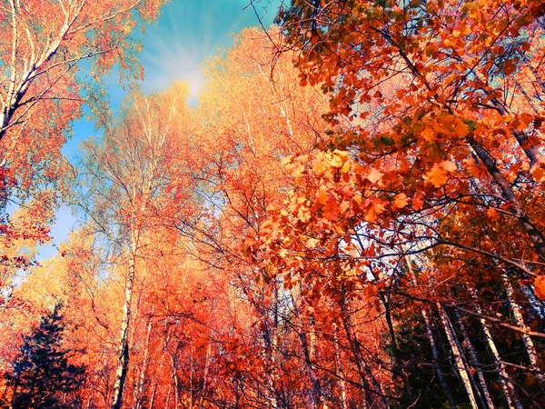 Осенний Лесной Пейзаж Солнечный День Фоне Дубовых Листьев — стоковое фото