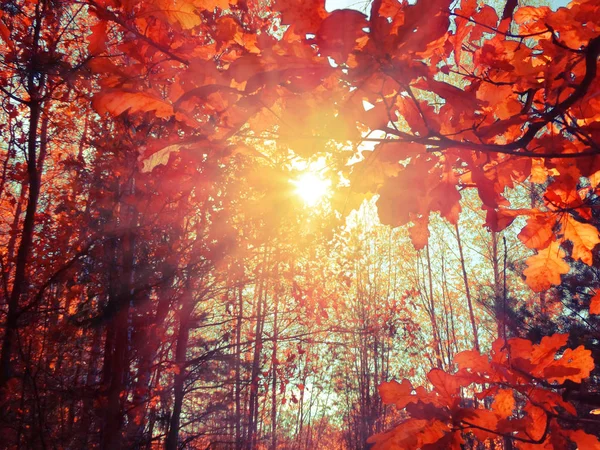 Herbst Waldlandschaft Einem Sonnigen Tag Mit Eichenblättern Hintergrund — Stockfoto