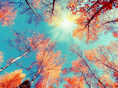 meşe yaprağı arka plan ile güneşli bir sonbahar orman manzara