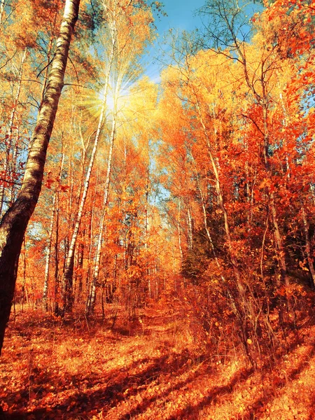Осенний Лесной Пейзаж Солнечный День Фоне Кленовых Листьев — стоковое фото