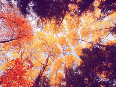 güneşli bir sonbahar orman manzara arka plan yaprak