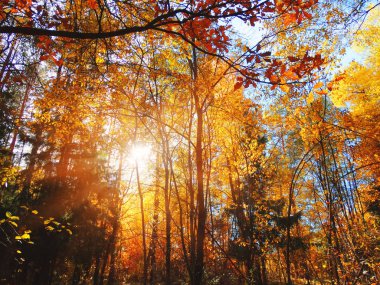 güneşli bir sonbahar orman manzara arka plan yaprak                               