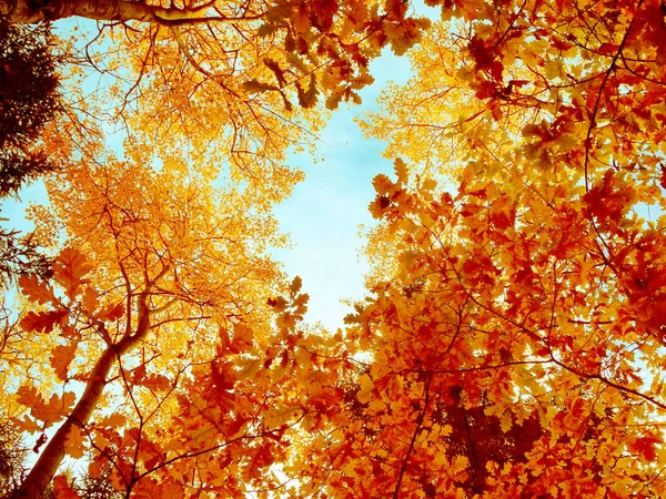 Herbst Waldlandschaft Einem Sonnigen Tag Mit Eichenblättern Hintergrund — Stockfoto