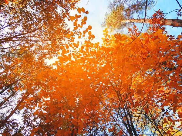 Φθινοπωρινό Δάσος Τοπίο Μια Ηλιόλουστη Ημέρα Αφήνει Φόντο — Φωτογραφία Αρχείου