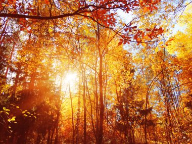 güneşli bir sonbahar orman manzara arka plan yaprak                               