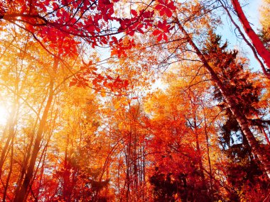 meşe yaprağı arka plan ile güneşli bir sonbahar orman manzara