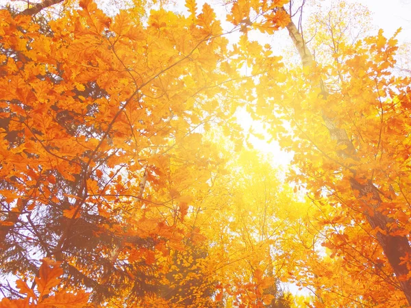 Herbst Waldlandschaft Einem Sonnigen Tag Mit Eichenblättern Hintergrund — Stockfoto