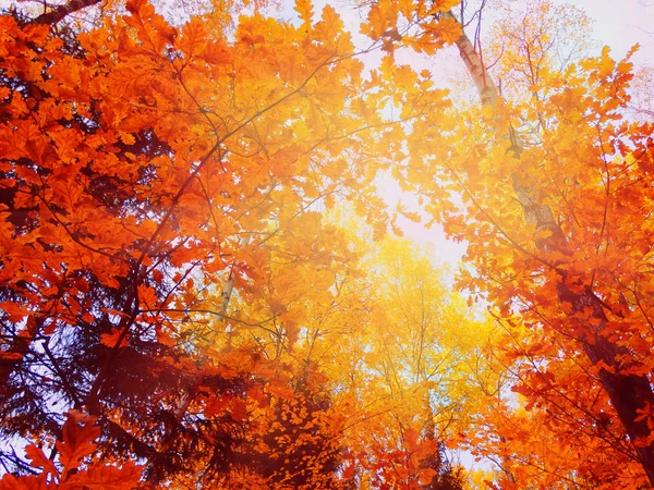 Herbstliche Waldlandschaft Einem Sonnigen Tag Mit Laubhintergrund — Stockfoto