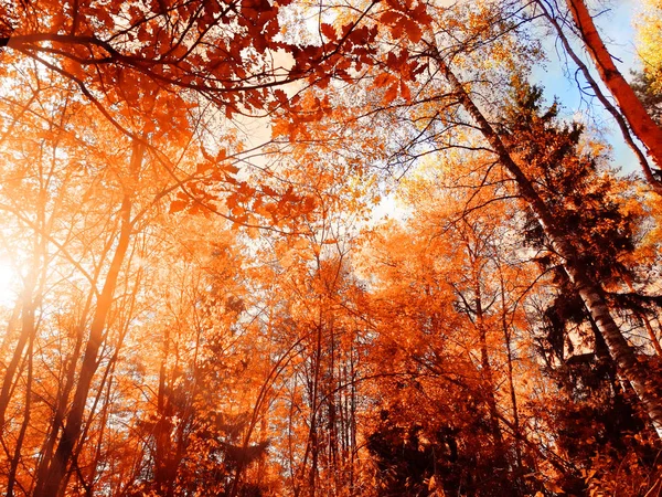 Осенний Лесной Пейзаж Солнечный День Фоне Дубовых Листьев — стоковое фото