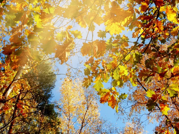 Φθινοπωρινό Δάσος Τοπίο Μια Ηλιόλουστη Ημέρα Δρύινα Φύλλα Φόντο — Φωτογραφία Αρχείου