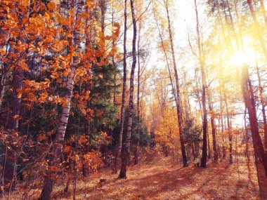 meşe ağaçları ve güneşli kirişler ile sonbahar arka plan orman