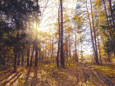 meşe huş ağaçları ve güneşli kirişler ile sonbahar arka plan orman