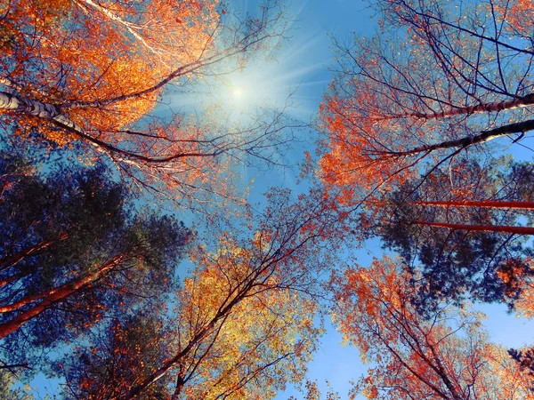 Outono floresta de fundo com carvalhos bétulas e raios de sol — Fotografia de Stock