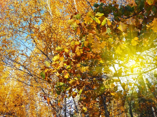 Φθινόπωρο δάσος με βελανιδιές και ηλιόλουστα δοκάρια — Φωτογραφία Αρχείου