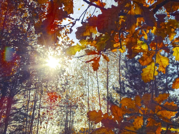 Herbst Hintergrund Wald mit Eichen und sonnigen Balken — Stockfoto