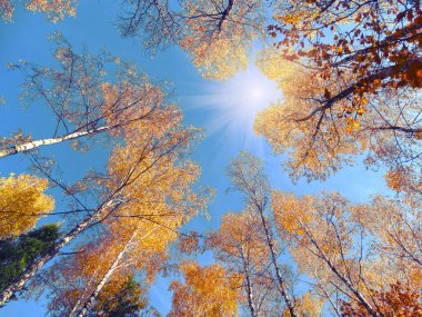 meşe huş ağaçları ve güneşli kirişler ile sonbahar arka plan orman