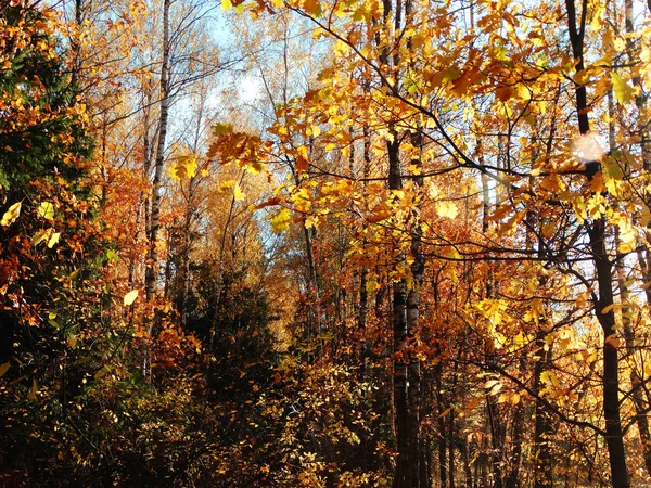 Forêt d'automne avec des chênes et des poutres ensoleillées — Photo