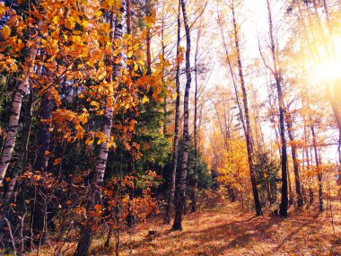meşe ağaçları ve güneşli kirişler ile sonbahar arka plan orman