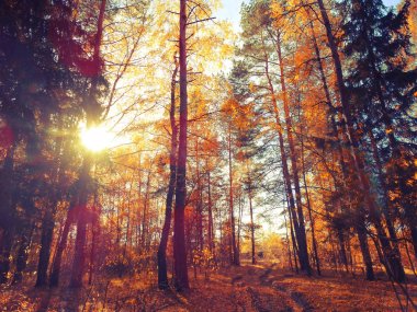 güneşli ışık ile sarı kırmızı yaprakları ile sonbahar manzara orman 