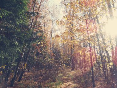 meşe huş ağaçları ve güneşli kirişler ile sonbahar arka plan orman