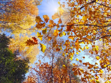 meşe huş ağaçları ve güneşli kirişler ile sonbahar arka plan orman