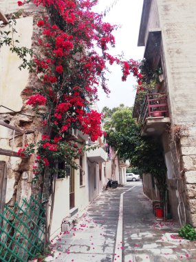 parlak çalılar ile Yunanistan mimarisinde geleneksel sokak 