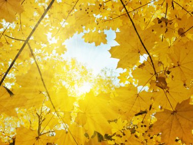 akçaağaç ağaçları ve güneşli kirişler ile sonbahar arka plan orman