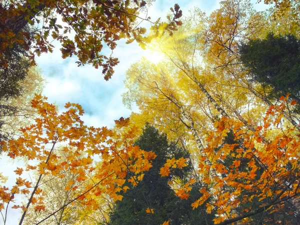 Осенний лес с дубовыми березами и солнечными балками — стоковое фото