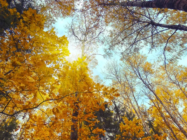 Outono floresta fundo com carvalhos e vigas ensolaradas — Fotografia de Stock