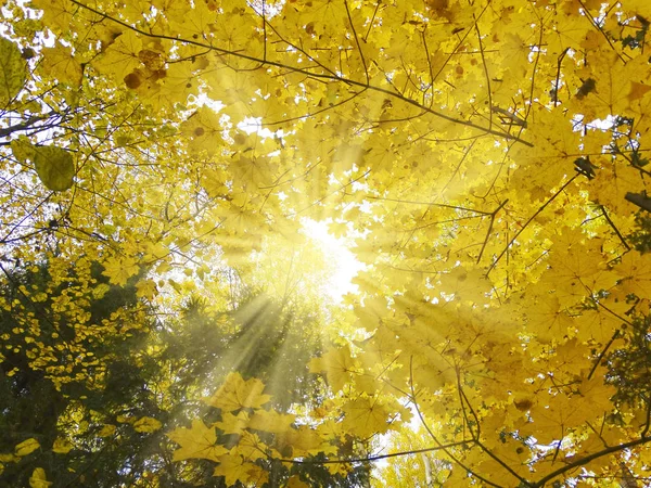 Syksyllä tausta metsä vaahtera puita ja aurinkoinen palkit — kuvapankkivalokuva