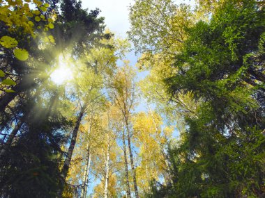 meşe huş ağaçları ve güneşli kirişler ile sonbahar arka plan orman