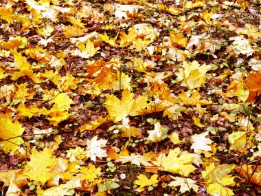 akçaağaç ağaçları ve güneşli kirişler ile sonbahar arka plan orman