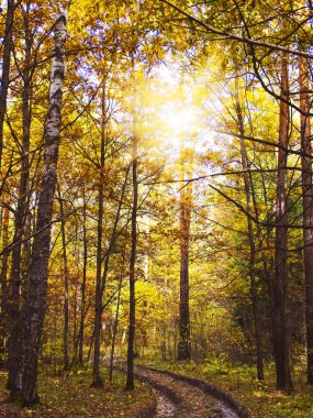 meşe huş ağaçları ve güneşli kirişler ile sonbahar arka plan orman