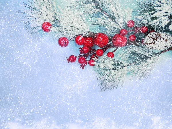 圣诞杉树分支与锥子冬季浆果在雪 — 图库照片