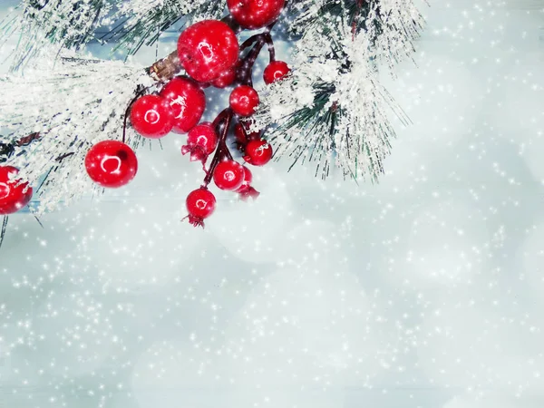 Rama de abeto de Navidad con conos bayas de invierno en la nieve —  Fotos de Stock