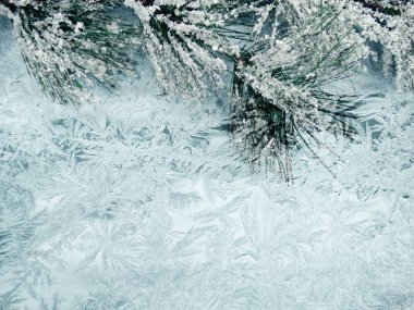 kar koni kış çilek ile Noel köknar ağacı şube