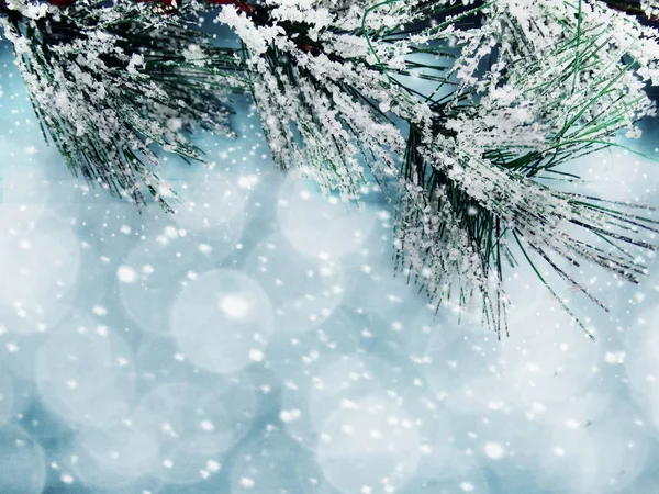 Julgran gren med koner vinterbär i snö — Stockfoto