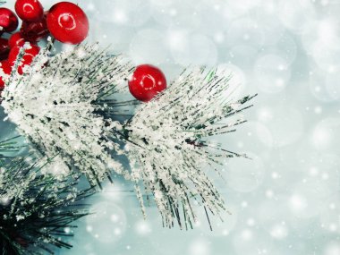 kar koni kış çilek ile Noel köknar ağacı şube