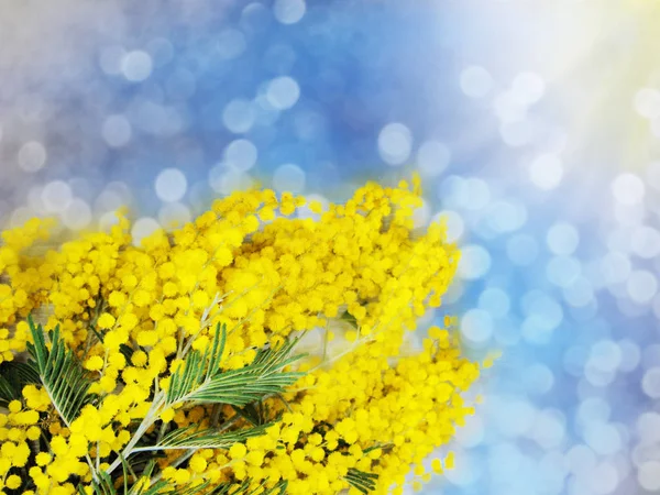 mimosa yellow bush spring floral background 8 march card