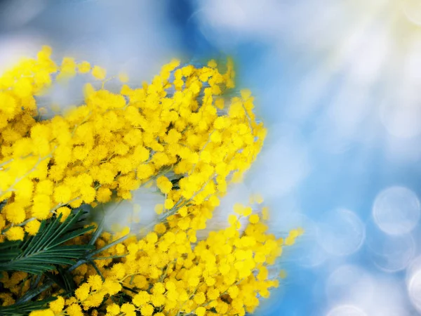 mimosa yellow bush spring floral background 8 march card