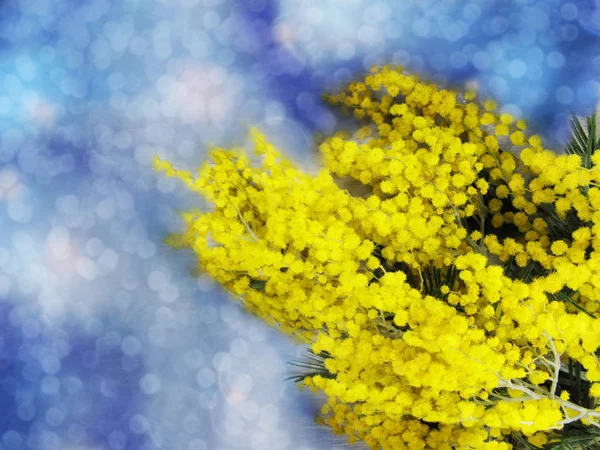 Mimosa žluté bush jarní květinové pozadí 8 března karta — Stock fotografie