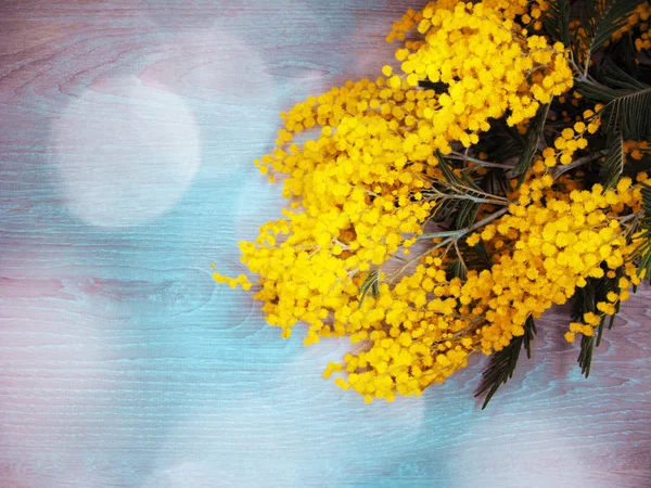 Mimosa yellow bush spring floral background 8 march card — Stock Photo, Image