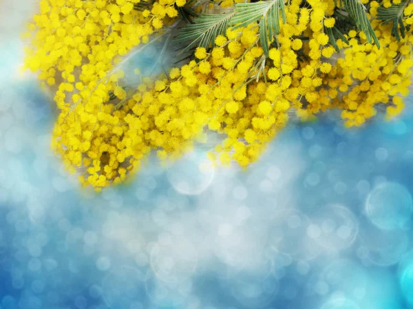 Mimosa geel bush voorjaar florale achtergrond 8 maart kaart — Stockfoto