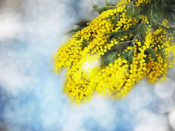 Mimosa gul bush spring blommig bakgrund 8 mars kort — Stockfoto