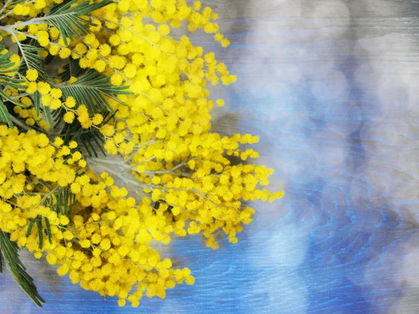 Мимоза желтый куст весенний цветочный фон 8 марта карты — стоковое фото